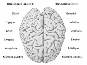 Les deux hémisphères du cerveau
